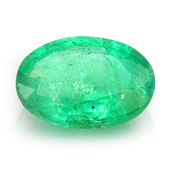 Sambia-Smaragd-Edelstein 1,56 ct