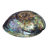 Abalone-Muschel-Schale