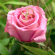 SI1 Argyle-Rose de France-Brillant-Silberring (Annette)