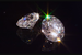 Certified Diamonds mit Arion Ahrens