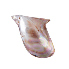Abalone-Muschel (Bali Barong)