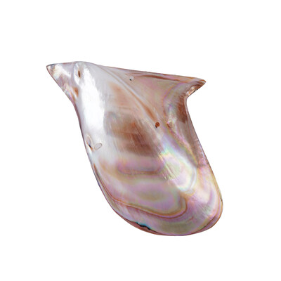 Abalone-Muschel (Bali Barong)