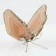 Achat-Schmetterling